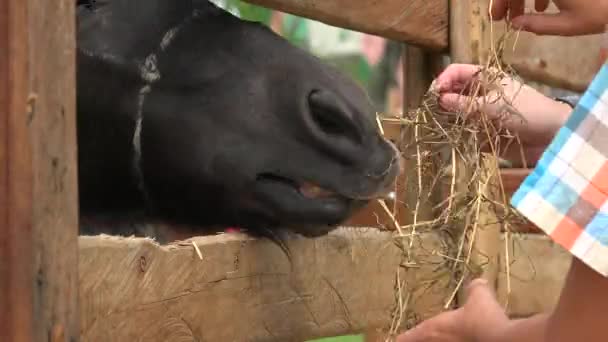 Alimentar heno a caballo — Vídeos de Stock