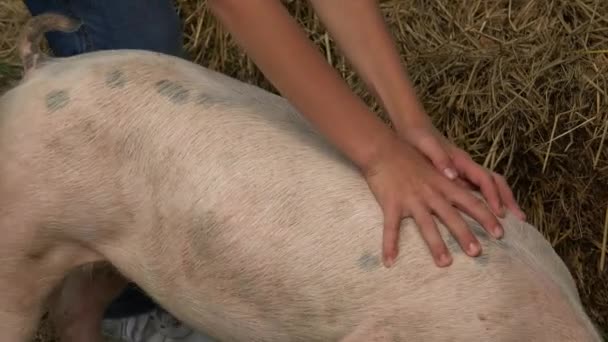 Cerdo en granja de cerdos — Vídeo de stock
