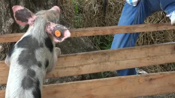 Çocuk domuz çiftliğinde — Stok video