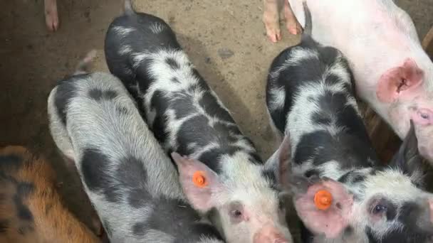 Lechones en granja de animales — Vídeo de stock