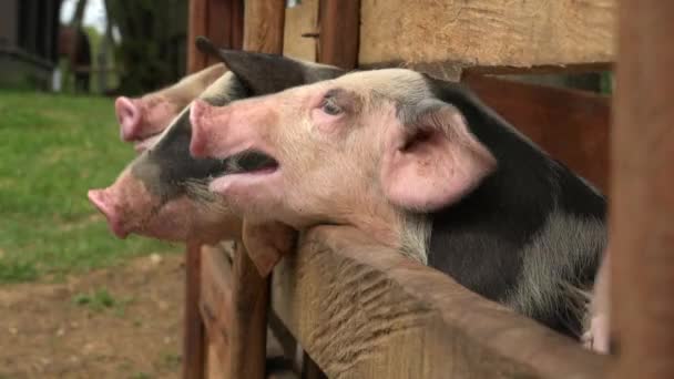 Suínos na fazenda de animais — Vídeo de Stock