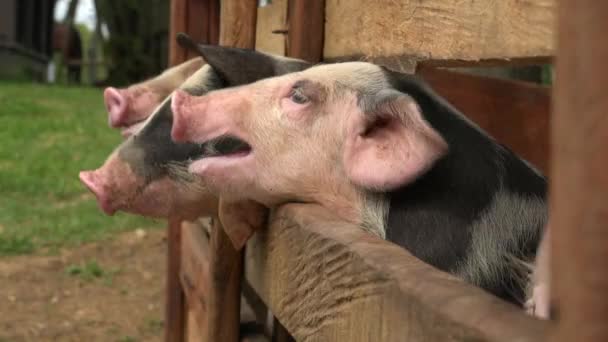 Suini alla fattoria degli animali — Video Stock