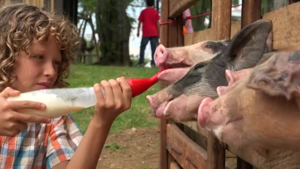 Leitartikel des Jungen, der Schweine mit Milch füttert — Stockvideo