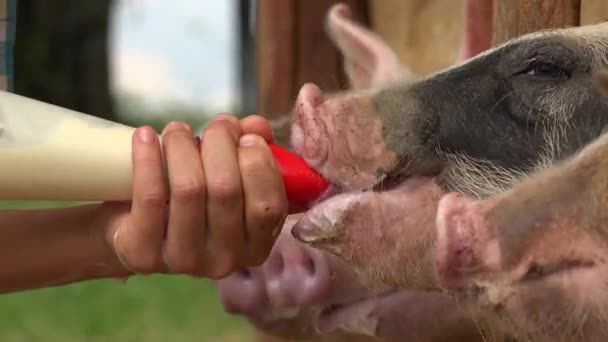 Alimentando Leite para Porco — Vídeo de Stock