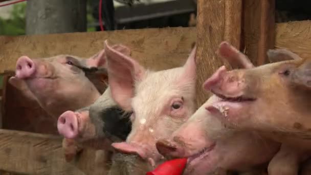 Alimentação de Porcos na Fazenda — Vídeo de Stock