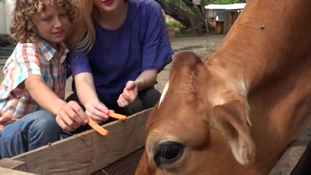 Τα παιδιά επισκέπτονται βοοειδή των γεωργικών εκμεταλλεύσεων — Αρχείο Βίντεο