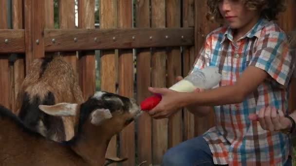Alimentación de cabras en la granja — Vídeos de Stock