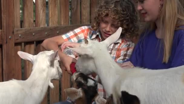 Nourrir les chèvres à la ferme — Video