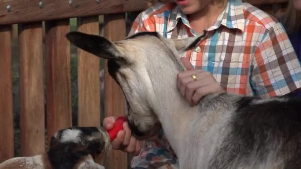 Niño alimentando cabras en granja — Vídeos de Stock