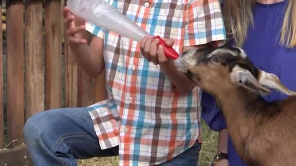 Cabra hambrienta chupando leche — Vídeos de Stock