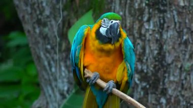 Levrek üzerinde vahşi papağan