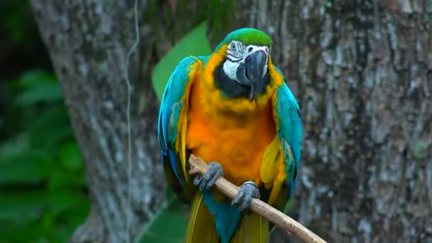 Wild Parrot On Perch — Stock Video