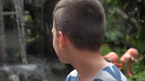 Sourire adolescent garçon au zoo — Video