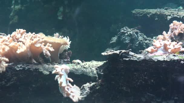 Рыба плавает с кораллом в аквариуме — стоковое видео