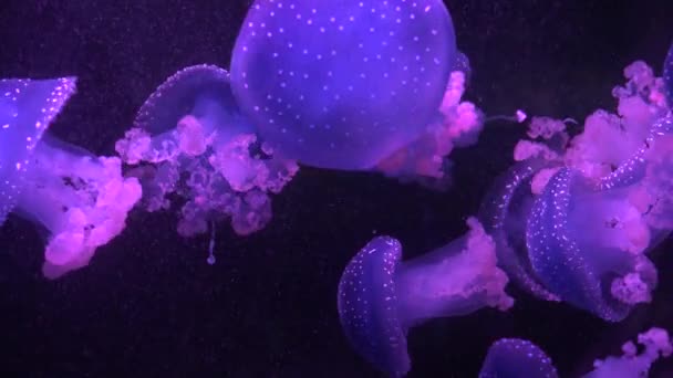 Jellyfish And Underwater Sealife — Stock Video