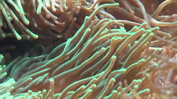 Tentáculos de anêmona do mar — Vídeo de Stock