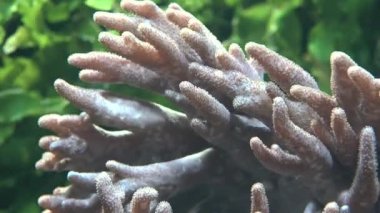 Deniz Anemone ve deniz yaşamı