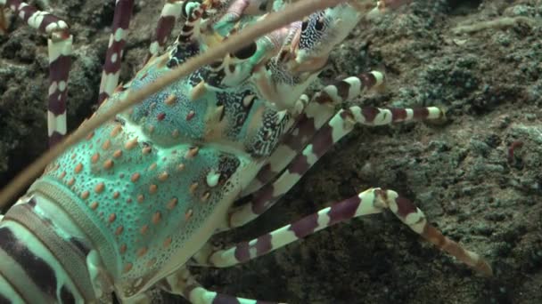 Crayfish Crawling On Rock — Stock Video