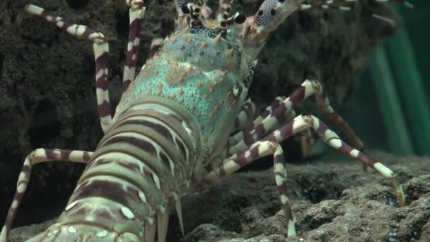 Crayfish Crawling On Rock — Stock Video