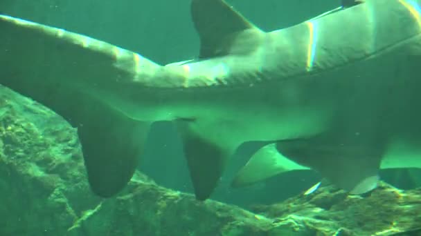 Haischwänze und Flossen unter Wasser — Stockvideo