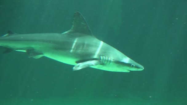 Pequeño tiburón nadando bajo el agua — Vídeo de stock