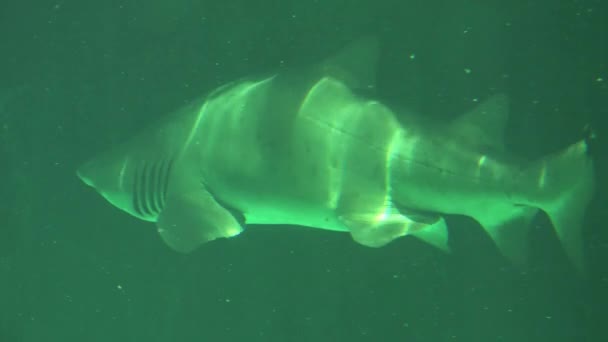 大鲨鱼慢慢水下游泳 — 图库视频影像