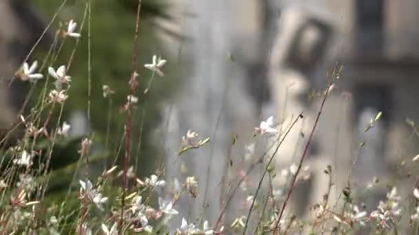 Dziki białe kwiaty i łodygi — Wideo stockowe