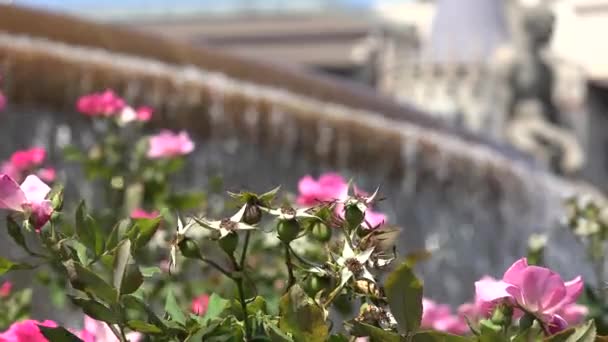 Blühende Pflanzen am Wasserbrunnen — Stockvideo