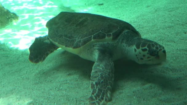 Морская черепаха отдыхает на дне моря — стоковое видео