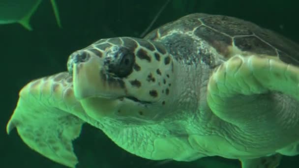 Zeeschildpad in aquarium zwemmen — Stockvideo