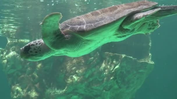 Sea Turtle Swimming Underwater — Stock Video
