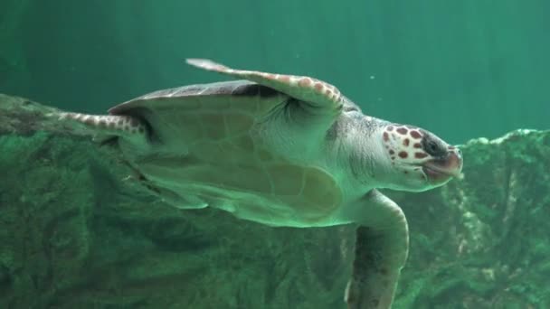 Reptielen en zeeschildpadden — Stockvideo