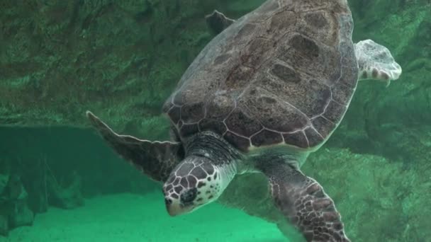 Zeeschildpadden en andere zeedieren — Stockvideo