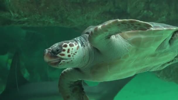 Zeeschildpad in aquarium zwemmen — Stockvideo