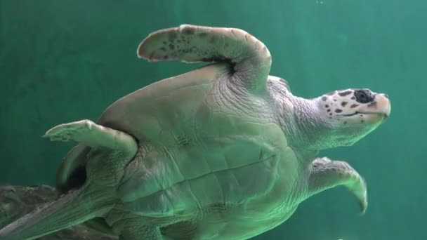 Stomach Or Belly Of Sea Turtle — Stock Video