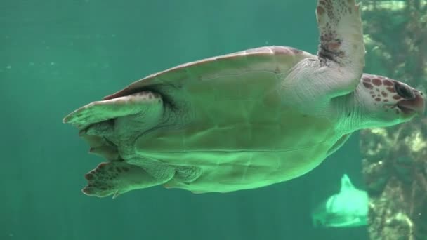 Sea Turtles Swimming Underwater Royalty Free Stock Footage