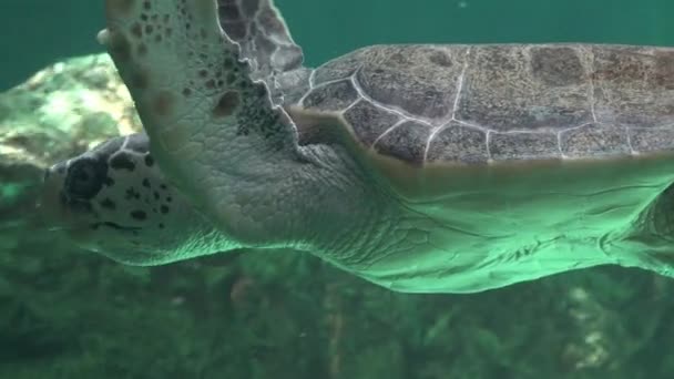 Sea Turtles And Marine Life Stock Video