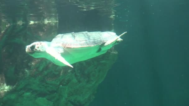 Tartaruga marinha respirando ar na superfície da água — Vídeo de Stock