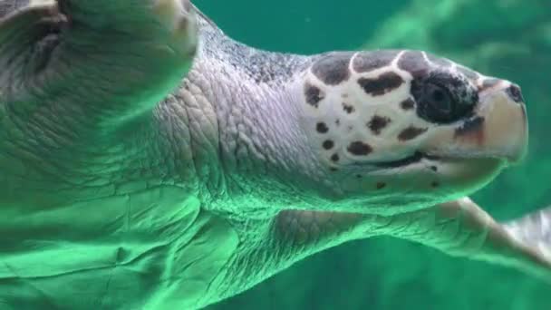 Deniz kaplumbağası Deniz yaşamı — Stok video