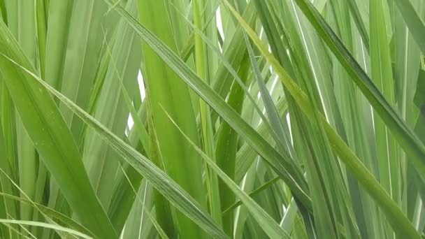 Feuilles de plants de canne à sucre 
