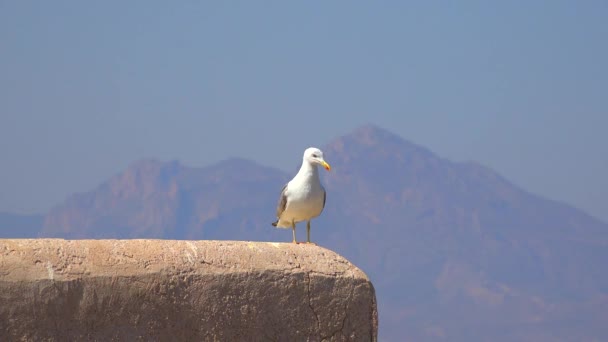 Vogel mit Bergblick — Stockvideo