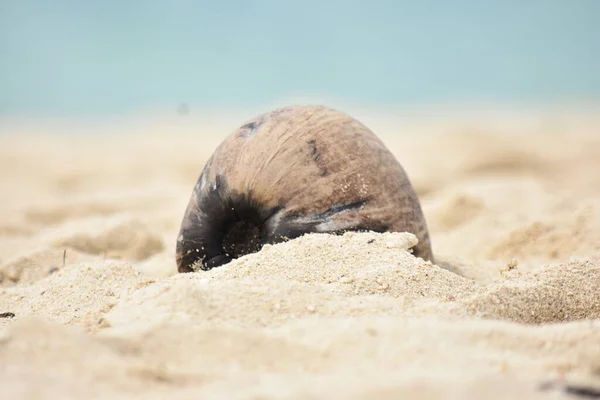 Une Coquille Noix Coco Sur Sandy Beach — Photo