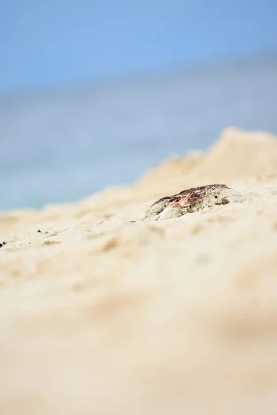 Biały Sandy Beach Letni Dzień — Zdjęcie stockowe