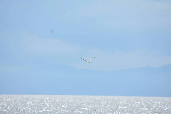 Ein Vogel Der Über Ozeanwasser Fliegt — Stockfoto