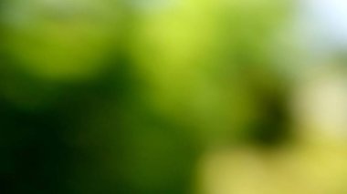 Sarı Yeşil Bulanık Özgeçmiş