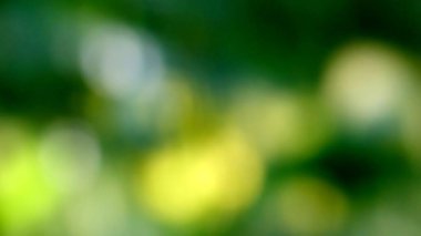 Sarı Yeşil Soyut Arkaplan