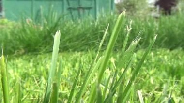 Çim biçme Makinası, çim kesme, peyzaj