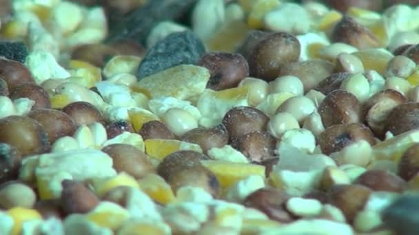 Seeds, Grains, Pet Foods, Grains — Stock Video