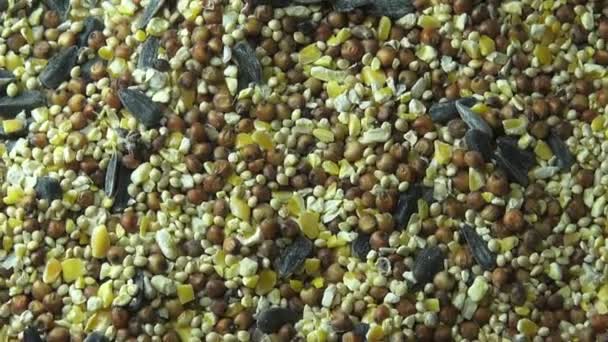 Seeds, Grains, Pet Foods, Grains — Stock Video