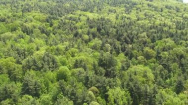 Orman, orman, ağaçlar, yapraklar, doğa, doğal